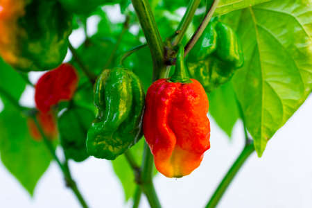Trinidad Moruga Scorpion (Capsicum chinense) fully grown plant. With ripe and unripe peppers on the chili plant. Red, orange and green color peppers. White background.の写真素材