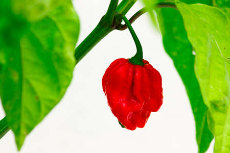 Close up photo of Trinidad Moruga Scorpion (Capsicum chinense) chili pepper. Ripe chili bright red on the plant. White background with green leaves. One of the hottest chili on the world.の写真素材