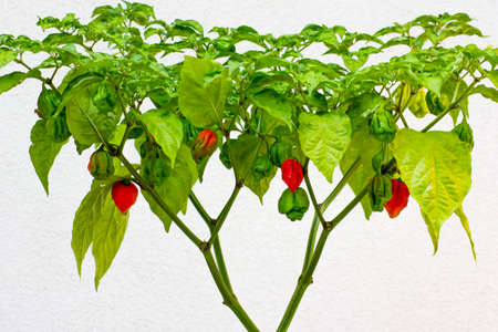 Trinidad Moruga Scorpion (Capsicum chinense) fully grown plant. With ripe and unripe peppers on the chili plant. Red, orange and green color peppers. White background.の写真素材
