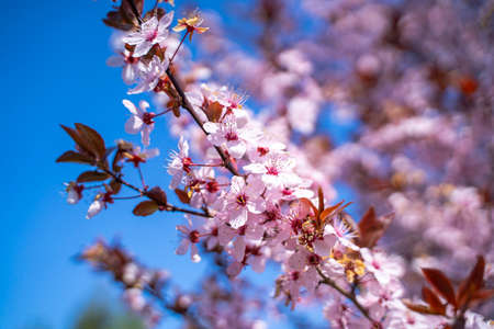 Pink flowers of a blooming Prunus serrulata or cherry blossom tree. Blue sky in the background. Close-up photo.の写真素材