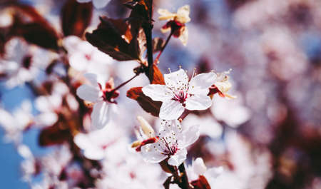 White flowers of a blooming Prunus serrulata or cherry blossom tree. Close-up photo. Blurry background.の写真素材