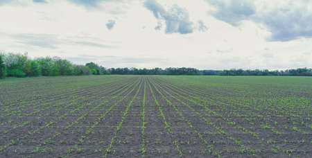 Crop field with young green plants in stright lines. Beautiful cloudy sky.の写真素材