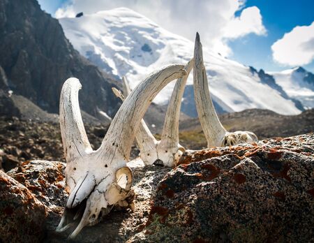skull and mountainsの写真素材