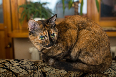 Domestic cat sitting on the sofa.の写真素材