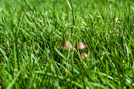Mushrooms hidden in the lush green grass