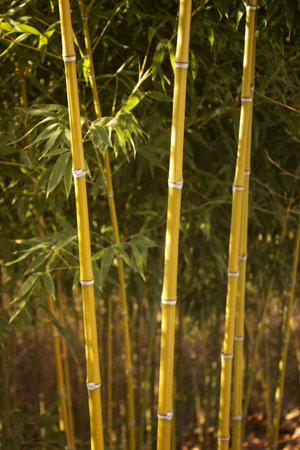 Bambooの写真素材