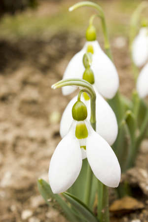 Snowdrops at spring time growing in the nature.の写真素材