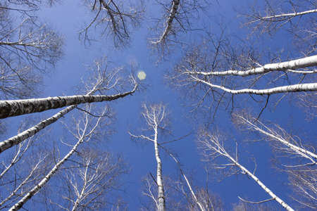 Britch tree forest at spring time.の写真素材