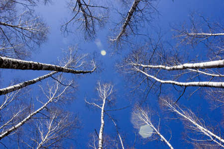 Britch tree forest at spring time.の写真素材