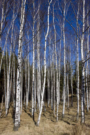 Britch tree forest at spring time.の写真素材