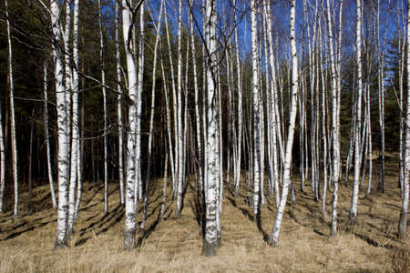 Britch tree forest at spring time.の写真素材