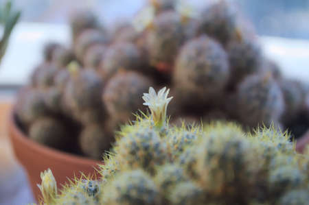 A blossoming flower of a home cactus on the window. Every moment of beauty is worthy of attention.の写真素材
