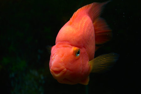 Goldfish looks at the photographer through the glass of the aquarium. He looks and smiles.