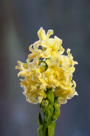 A flower of yellow hyacinth grown at home. The beauty of the spring primrose.