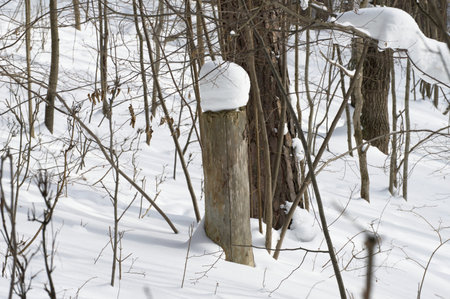 The snow neatly attacked the stump and formed a snowdrift, similar to a hat.の写真素材