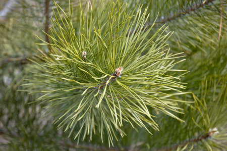 Fluffy green branch of a small pine closeup.