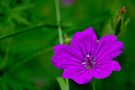 Bright purple flower on a background of lush green grass. Macro shot of a purple forest flower in spring.の写真素材