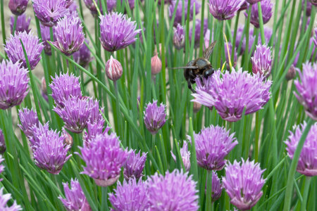 A small lawn with succulent violet plants, where a black shaggy bumblebee collects nectar from...