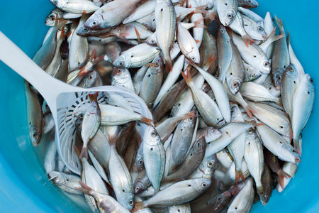Blue fish for sale