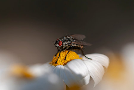 Flies on the camomile flower