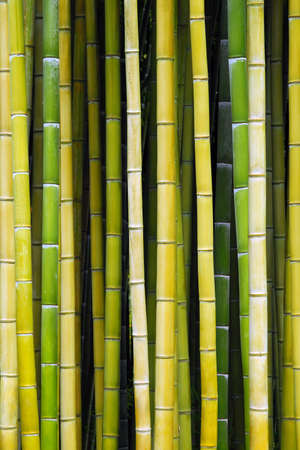 Trunk's closeup of bamboo yellow and greenの写真素材