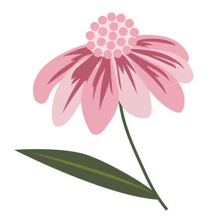 Abstract pink daisy in flat design. Echinacea blossom twig with leaf. Vector illustration isolated.のイラスト素材
