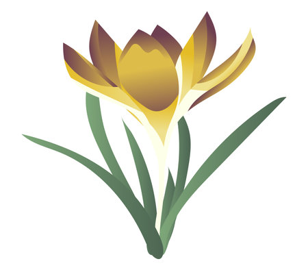 Yellow saffron on stem in flat design. Springtime crocus first flower. Vector illustration isolated.のイラスト素材