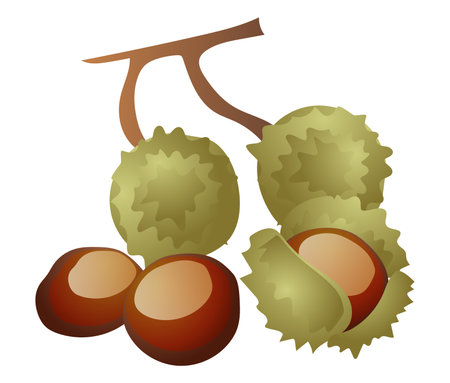 Chestnuts with shells and branch in flat design. Seasonal brown tree nut. Vector illustration isolated.のイラスト素材