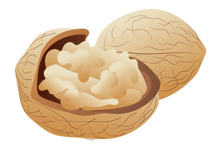 Walnut in cracked nutshell in flat design. Seasonal brown tree nut. Vector illustration isolated.のイラスト素材