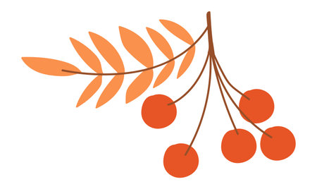 Rowan berry twig in flat design. Autumn rowanberry with orange leaves. Vector illustration isolated.のイラスト素材