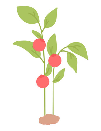 Red tomatoes on bush in flat design. Natural fresh harvest at garden. Vector illustration isolated.のイラスト素材