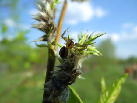 A little spider on a young treeの写真素材