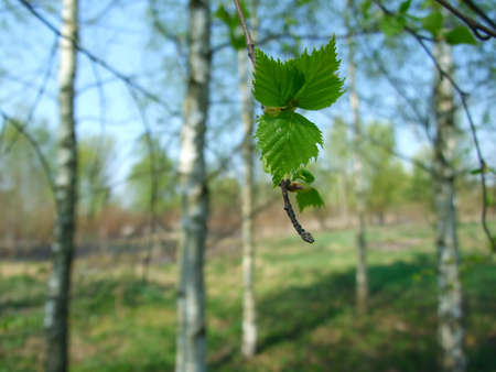 Young birch leaf felt approach of springの写真素材