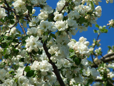 Young flowers of apple-trees against the blue skyの写真素材