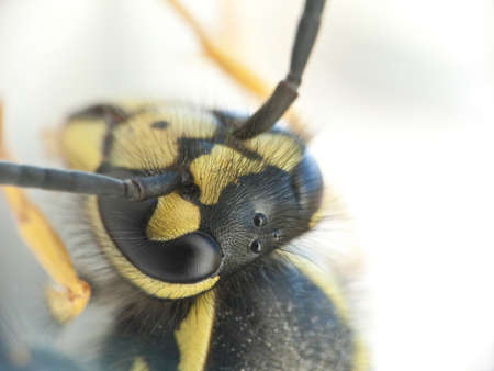 Macro Photo of the head of the wasp, soft focusの写真素材