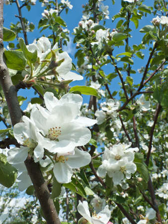 Blooming apple tree against the blue skyの写真素材