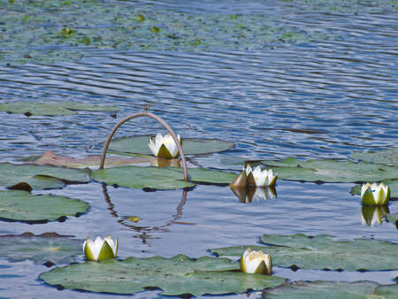 Lots of white water lily in a dark pond, a white lotusの写真素材