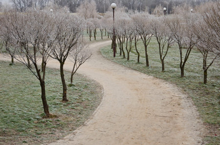 Autumn path in the Park in the frostの写真素材