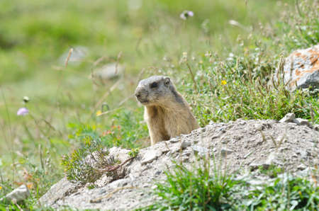 Wild marmot stands guard in the mountainsの写真素材