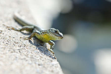 Lizard in wild nature with head in focusの写真素材