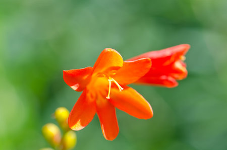 Flower of the mountains in the Alps with shallow depth of fieldの写真素材
