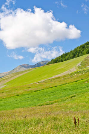 Hills of green grass,trees and blue skyの写真素材