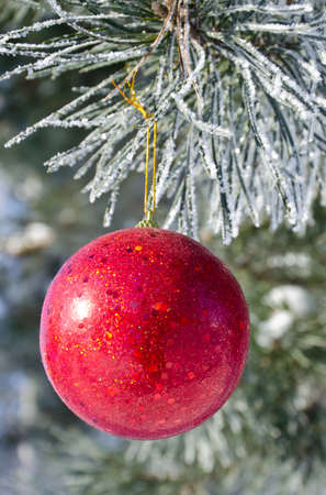 Christmas-tree decoration on a pine tree covered with hoarfrostの写真素材