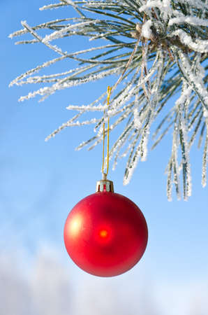 Christmas-tree decoration on a pine tree covered with hoarfrost, shallow depth of field.の写真素材