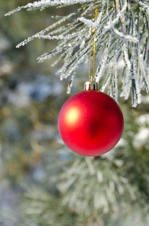 Christmas-tree decoration on a pine tree covered with hoarfrost, shallow depth of field.の写真素材