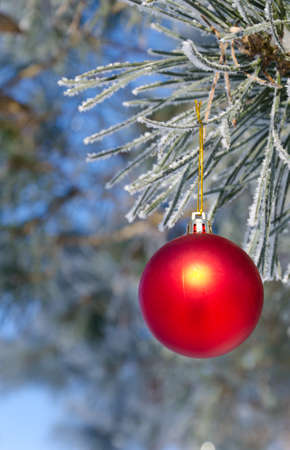 Christmas-tree decoration on a pine tree covered with hoarfrost, shallow depth of field.の写真素材
