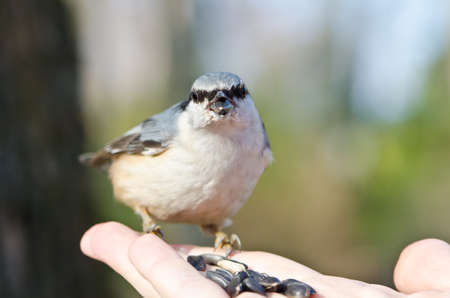 European Nuthatch eating sunflower seeds, shallow depth of fieldの写真素材