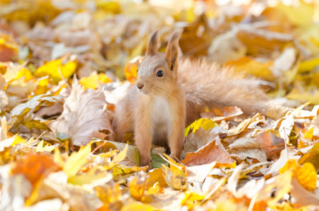 Red squirrel on red, yellow and orange fallen leafs, shallow depth of field