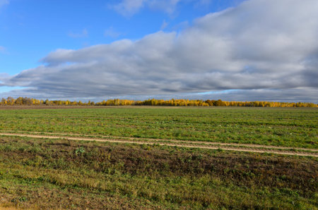 Autumn landscape, green field and forest yellowing, soft focusの写真素材