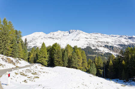 Mountains covered with snow, blue sky and green pinesの写真素材